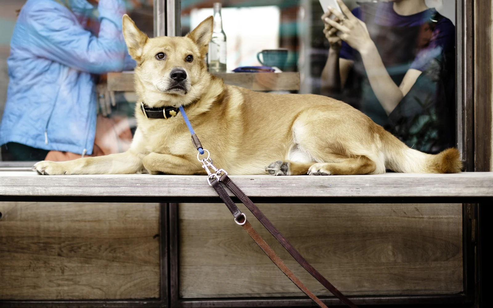 Hund liegt angeleint auf einer Bank vor dem Fenster eines Cafés und wartet