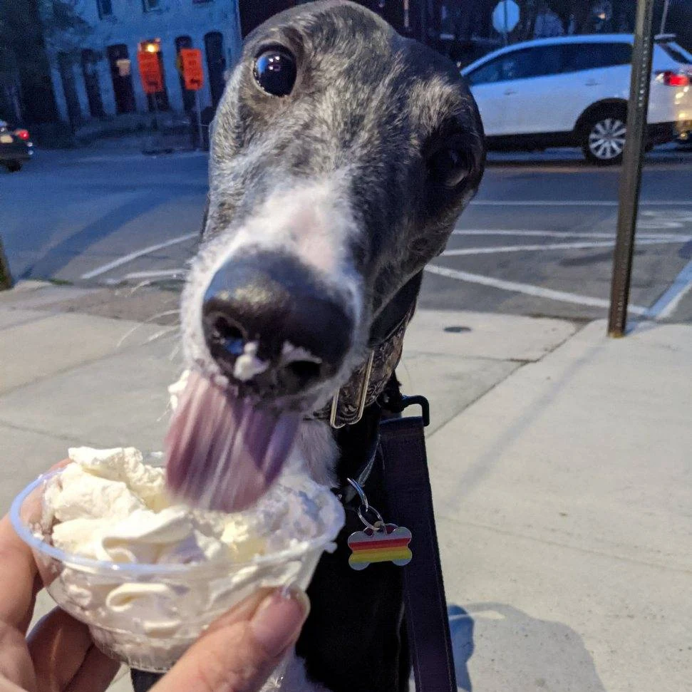 Windhund an der Leine leckt Schlagsahne aus einem kleinen Becher